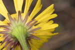 Savannah sneezeweed